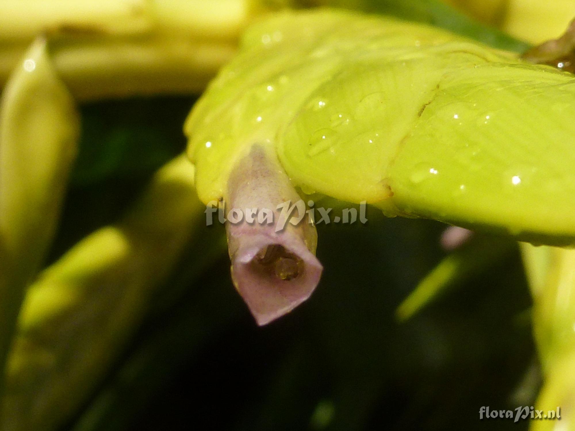 Tillandsia oerstediana