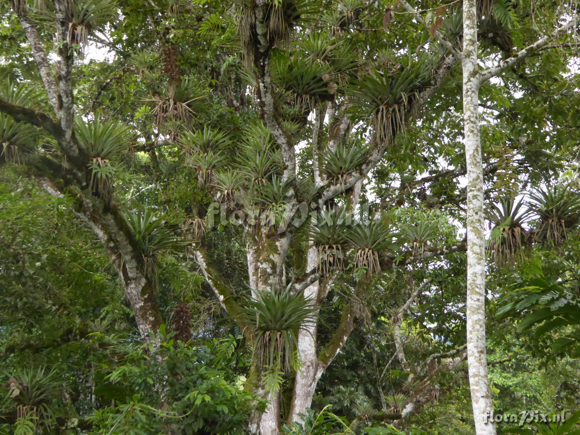 Tillandsia oerstediana