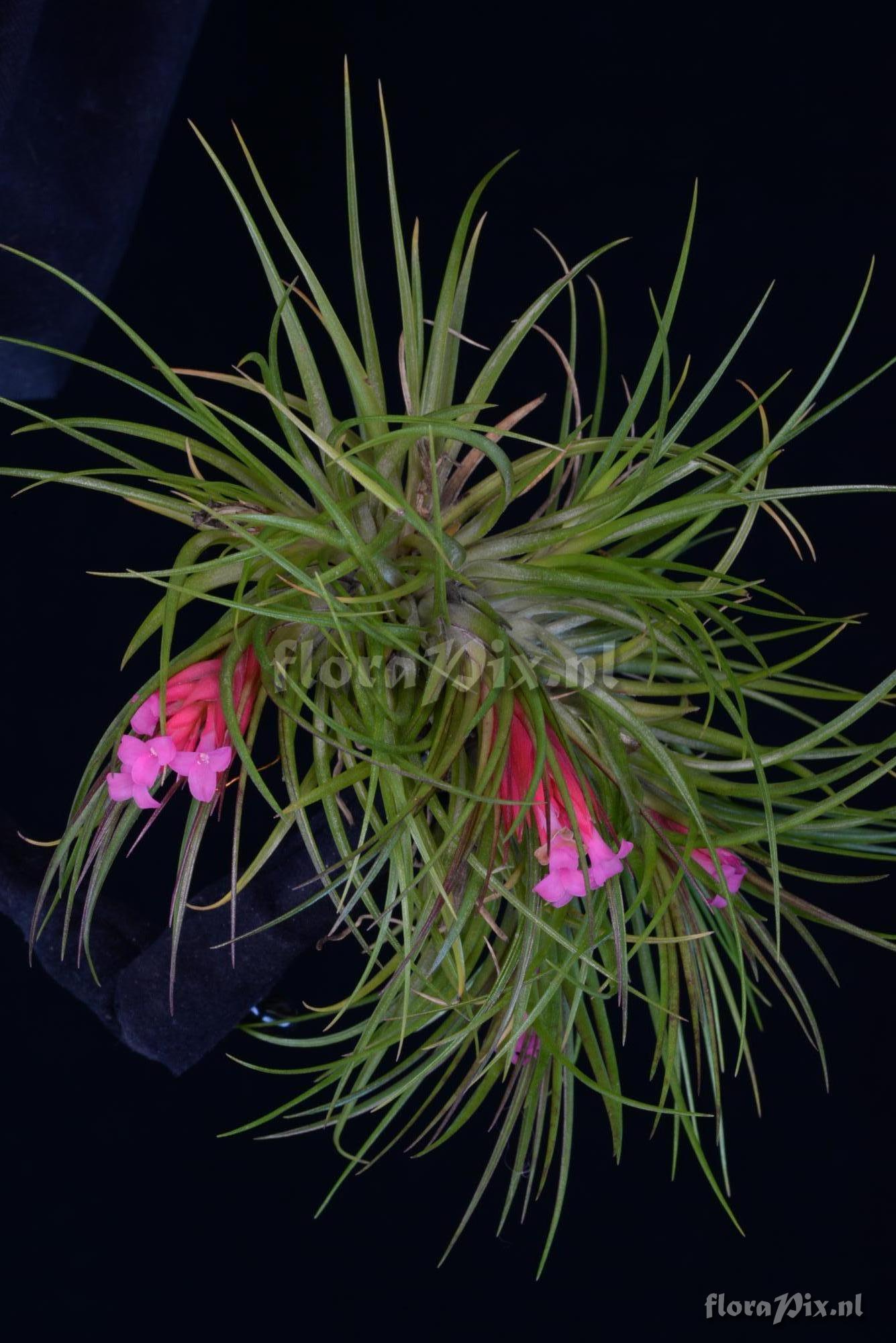 Tillandsia globosa