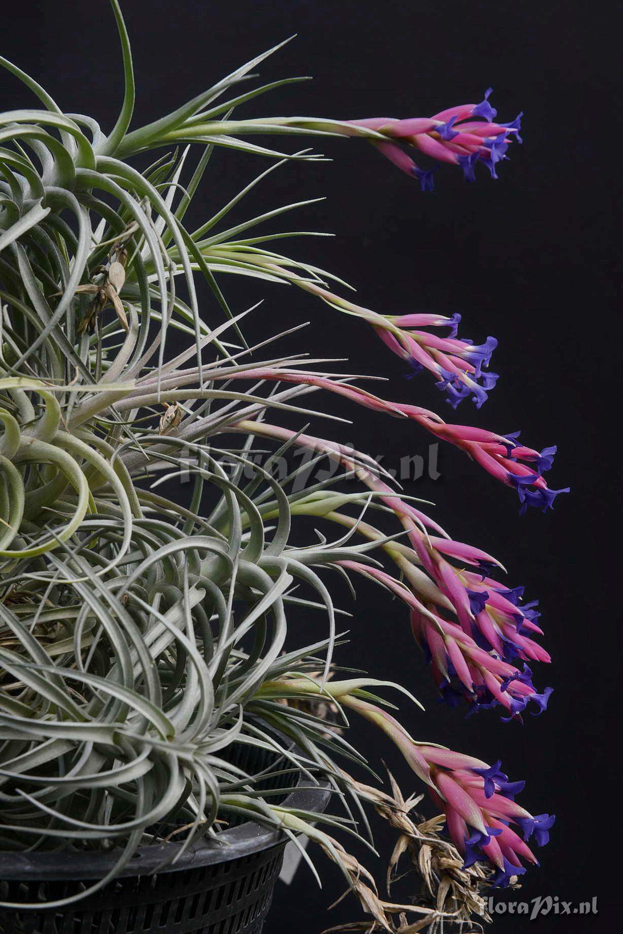 Tillandsia aeranthos