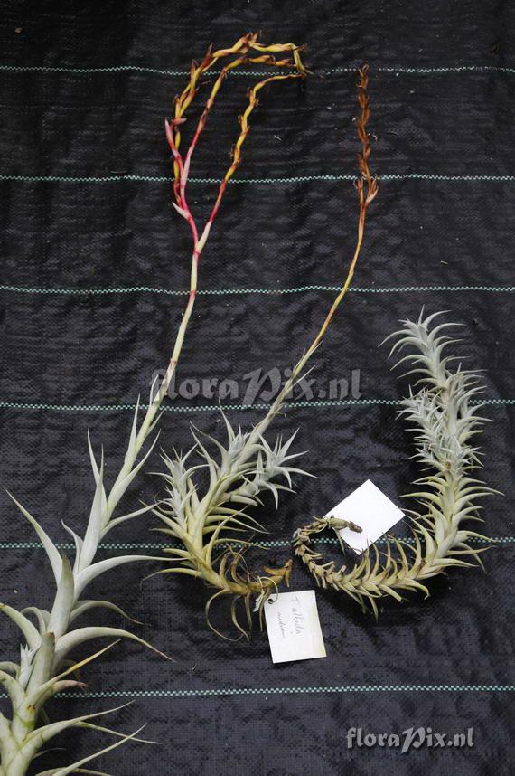 Tillandsia albida