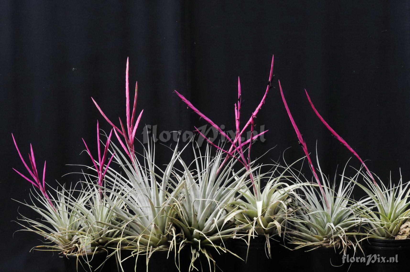 Tillandsia andreettae