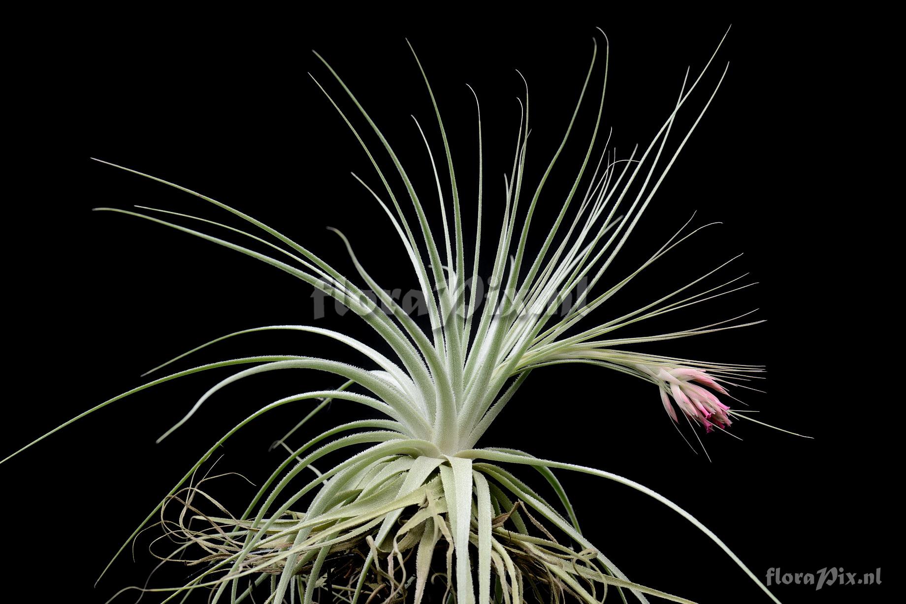 Tillandsia chapeuensis