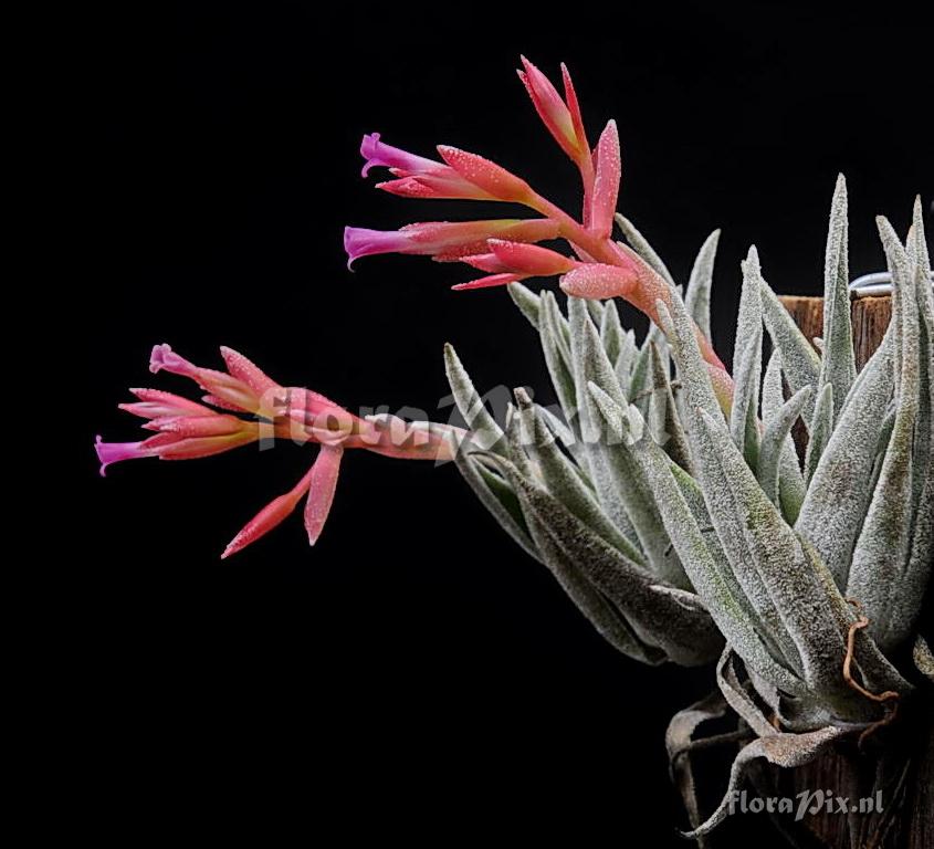 Tillandsia brachyphylla