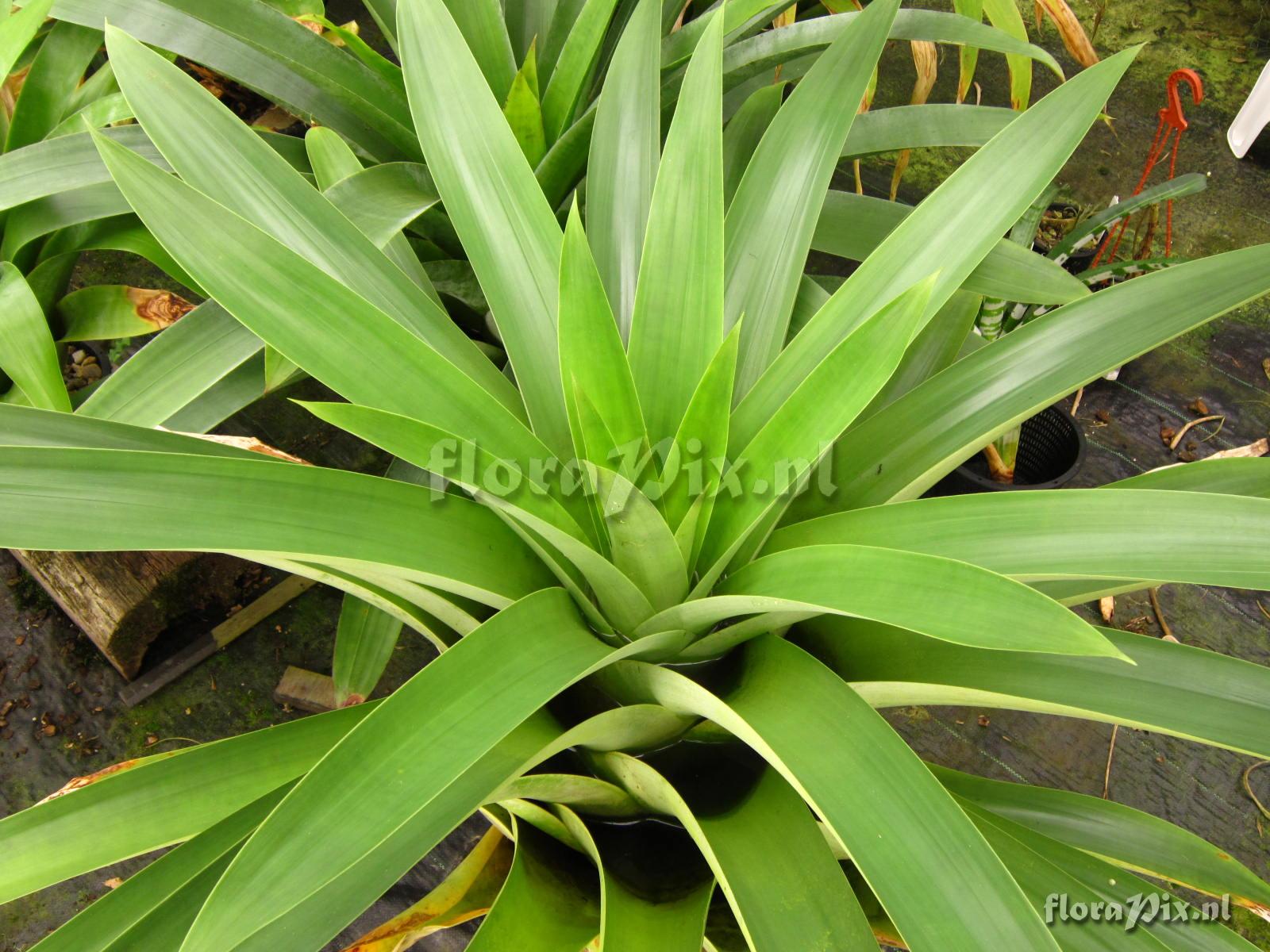 Tillandsia samaipatensis