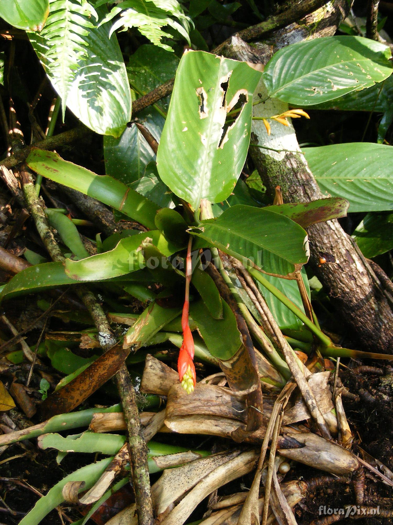 Aechmea nudicaulis