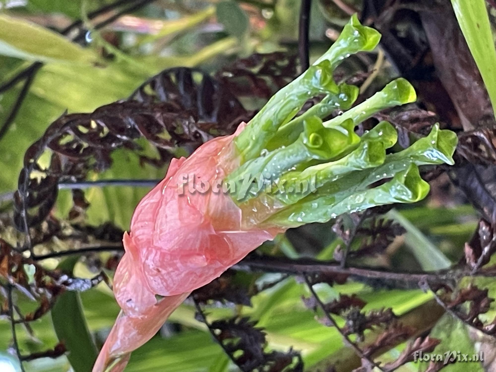 Guzmania sneidernii