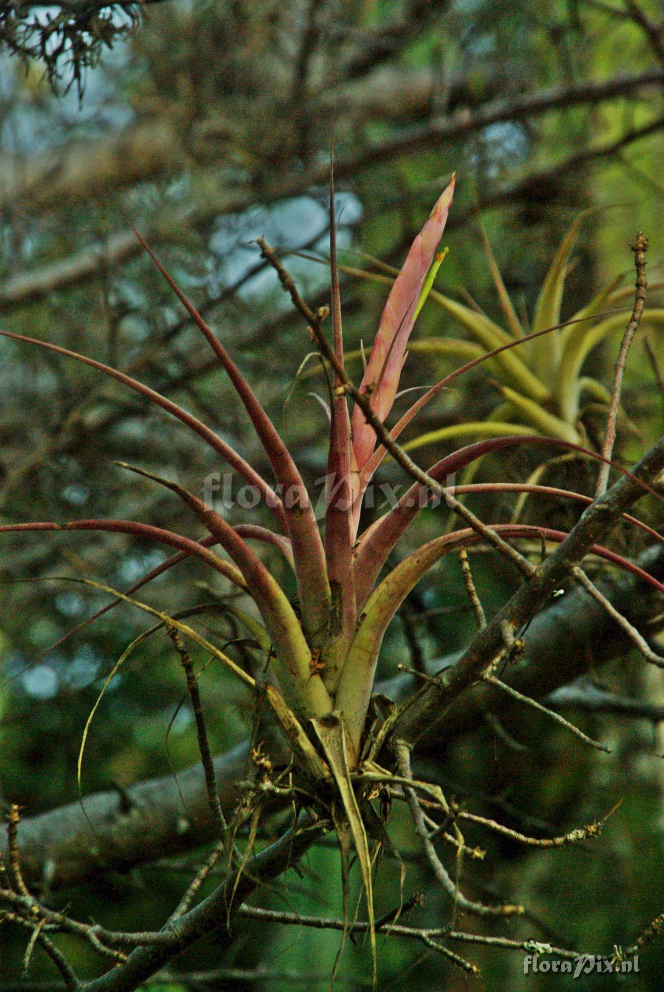 Tillandsia achyrostachys