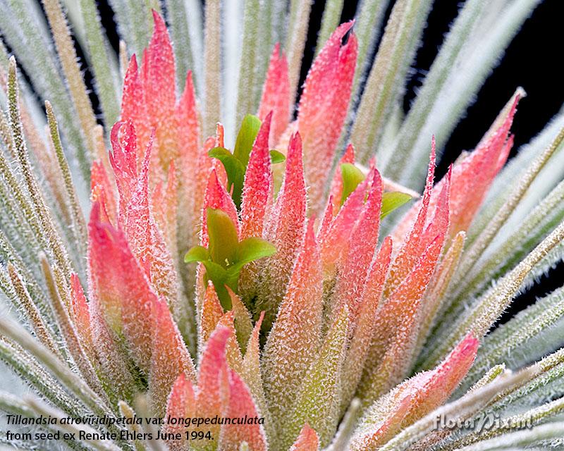 Tillandsia atroviridipetala var. longepedunculata