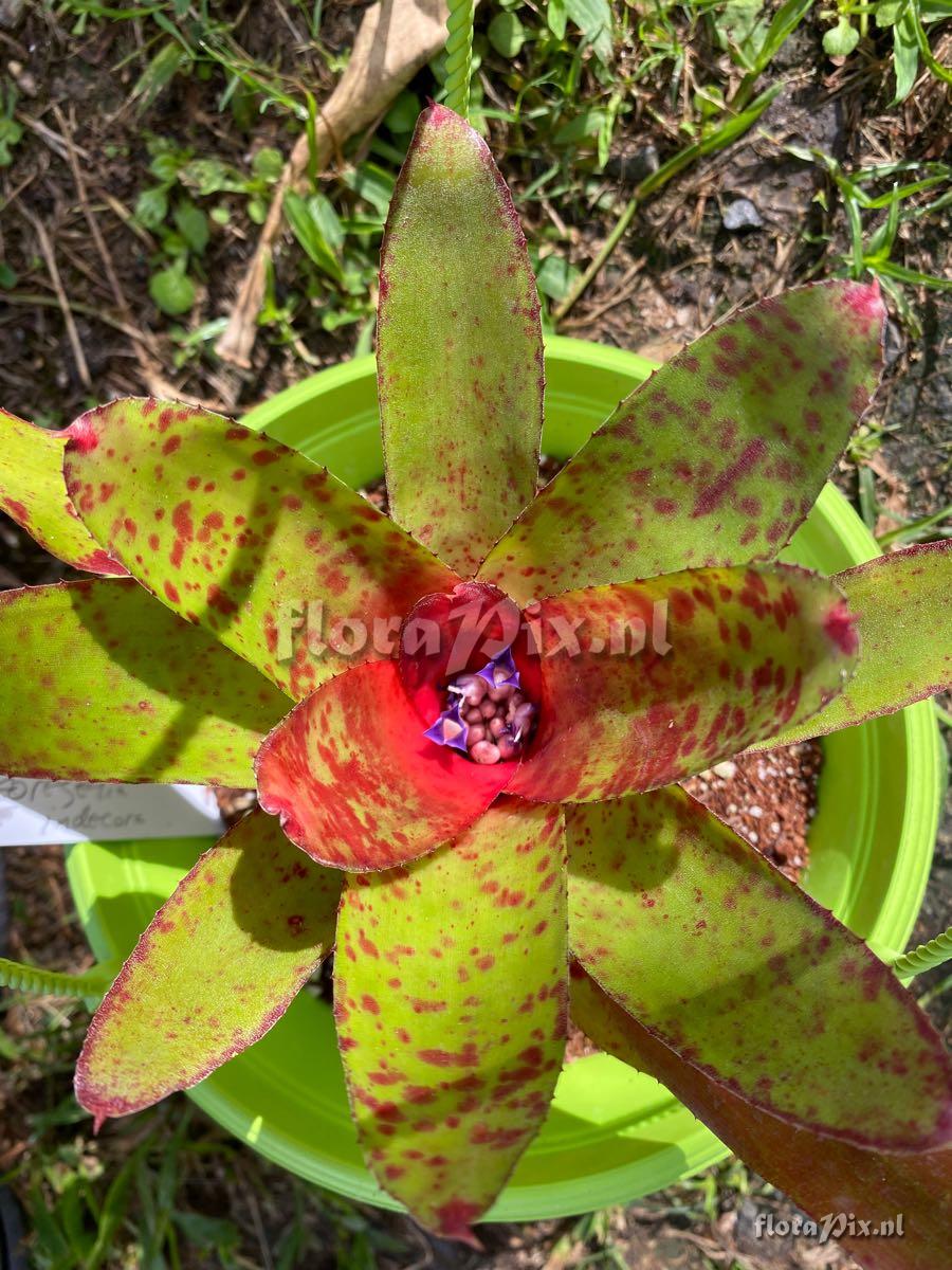 Neoregelia indecora