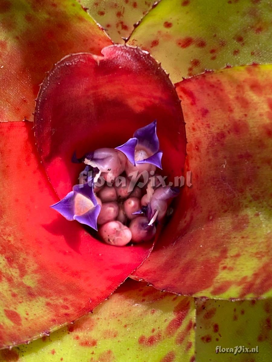 Neoregelia indecora