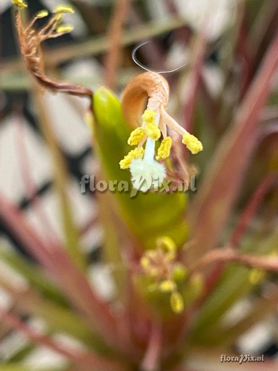 Tillandsia concolor