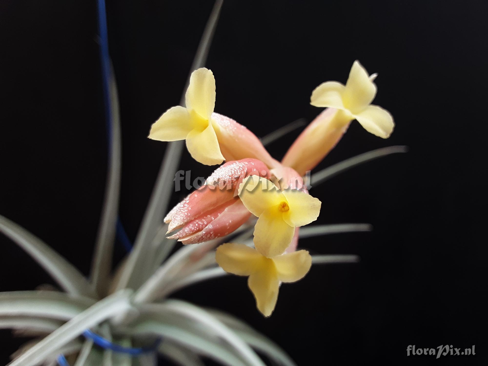 Tillandsia jucunda