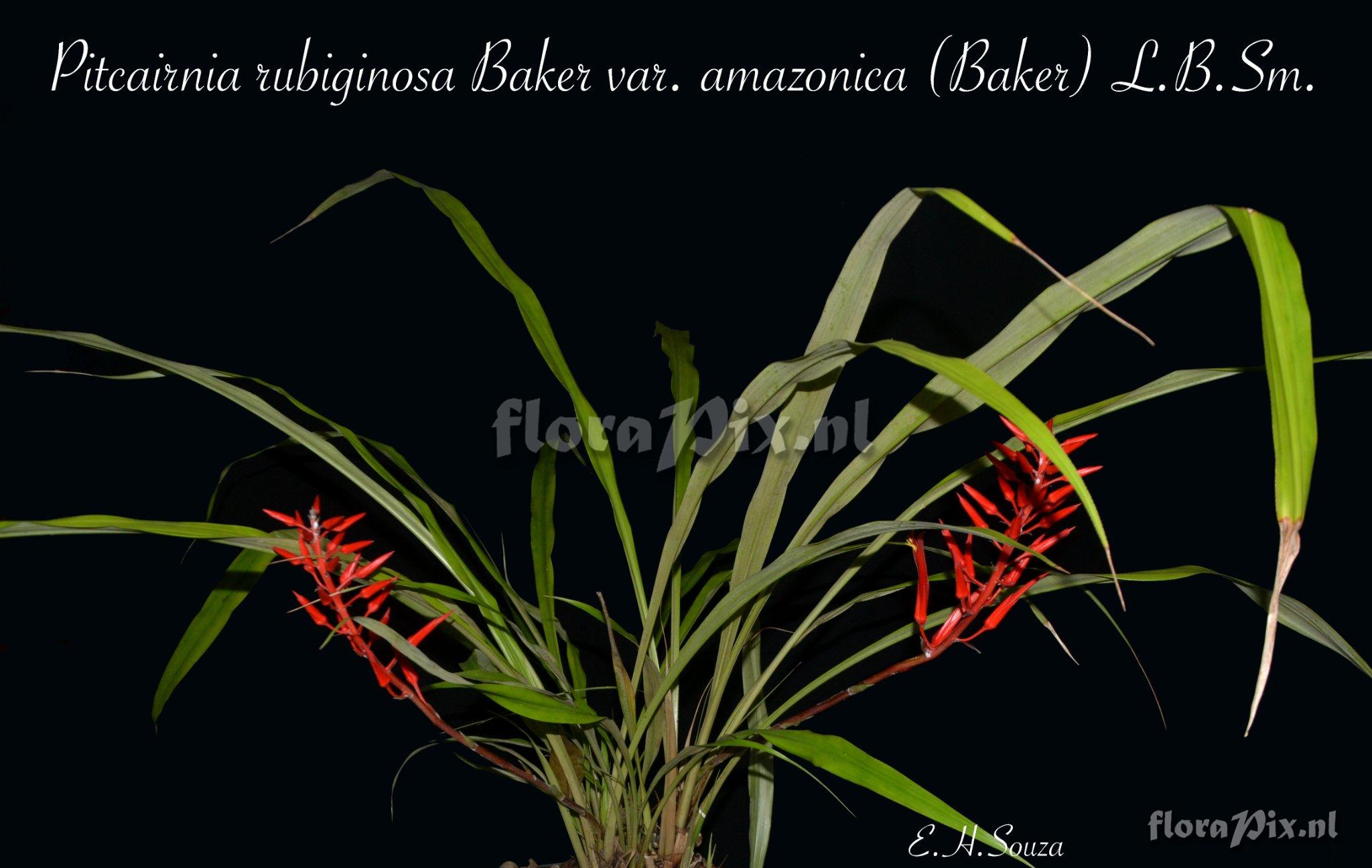 Pitcairnia rubiginosa var. amazonica