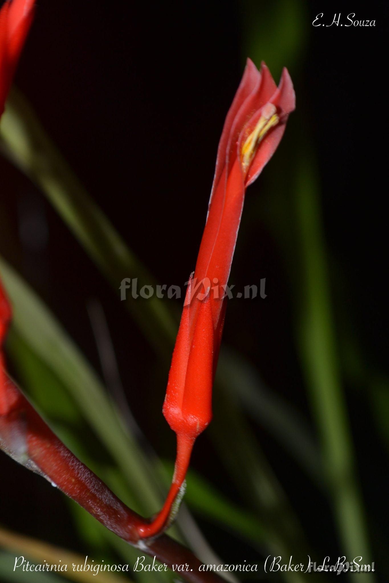 Pitcairnia rubiginosa var. amazonica