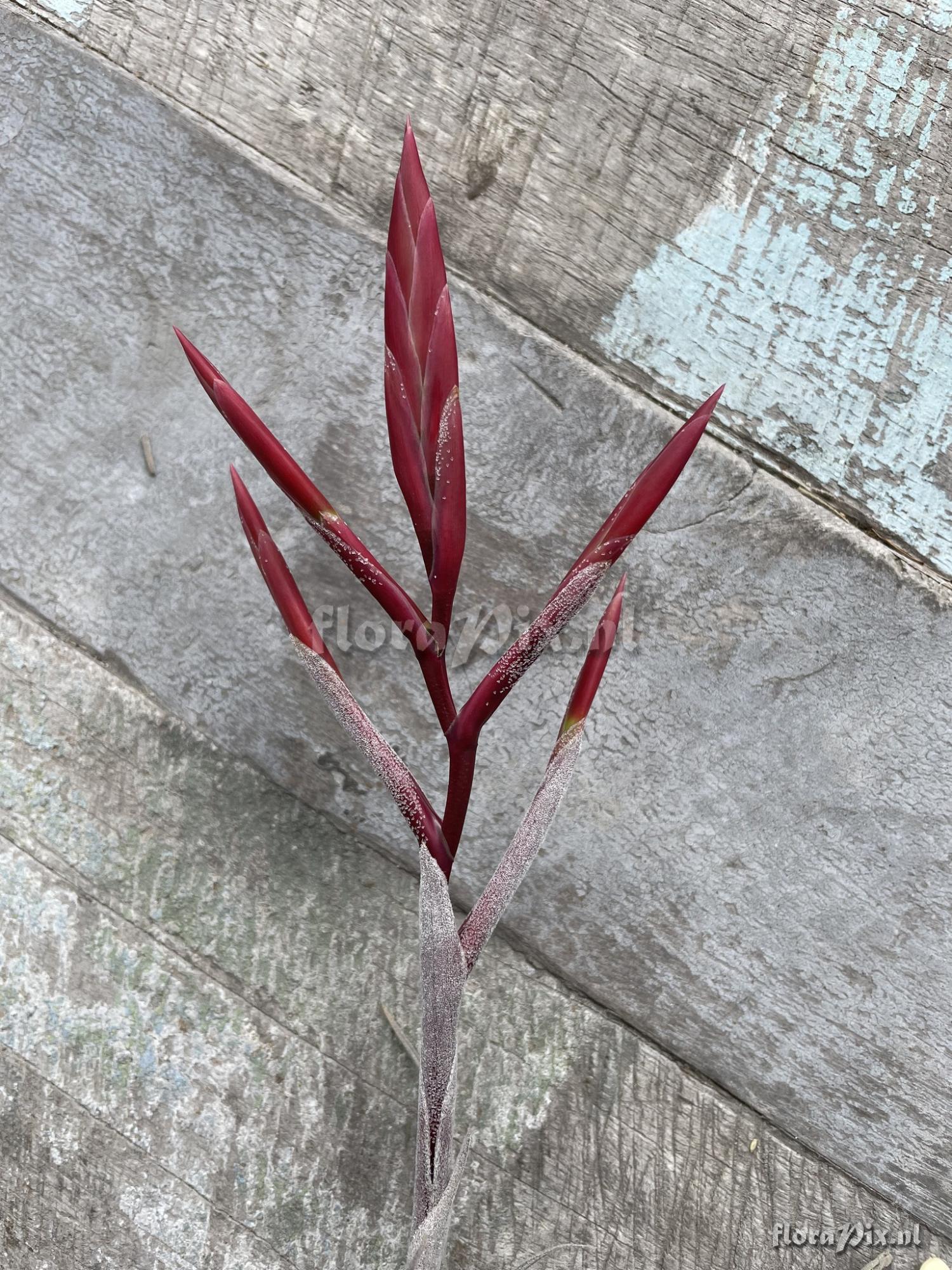 Tillandsia lorentziana