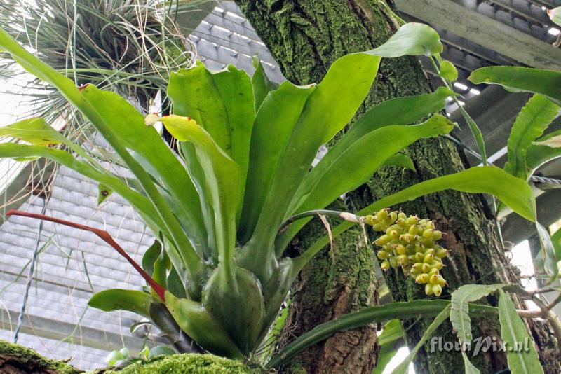 Aechmea capixabae