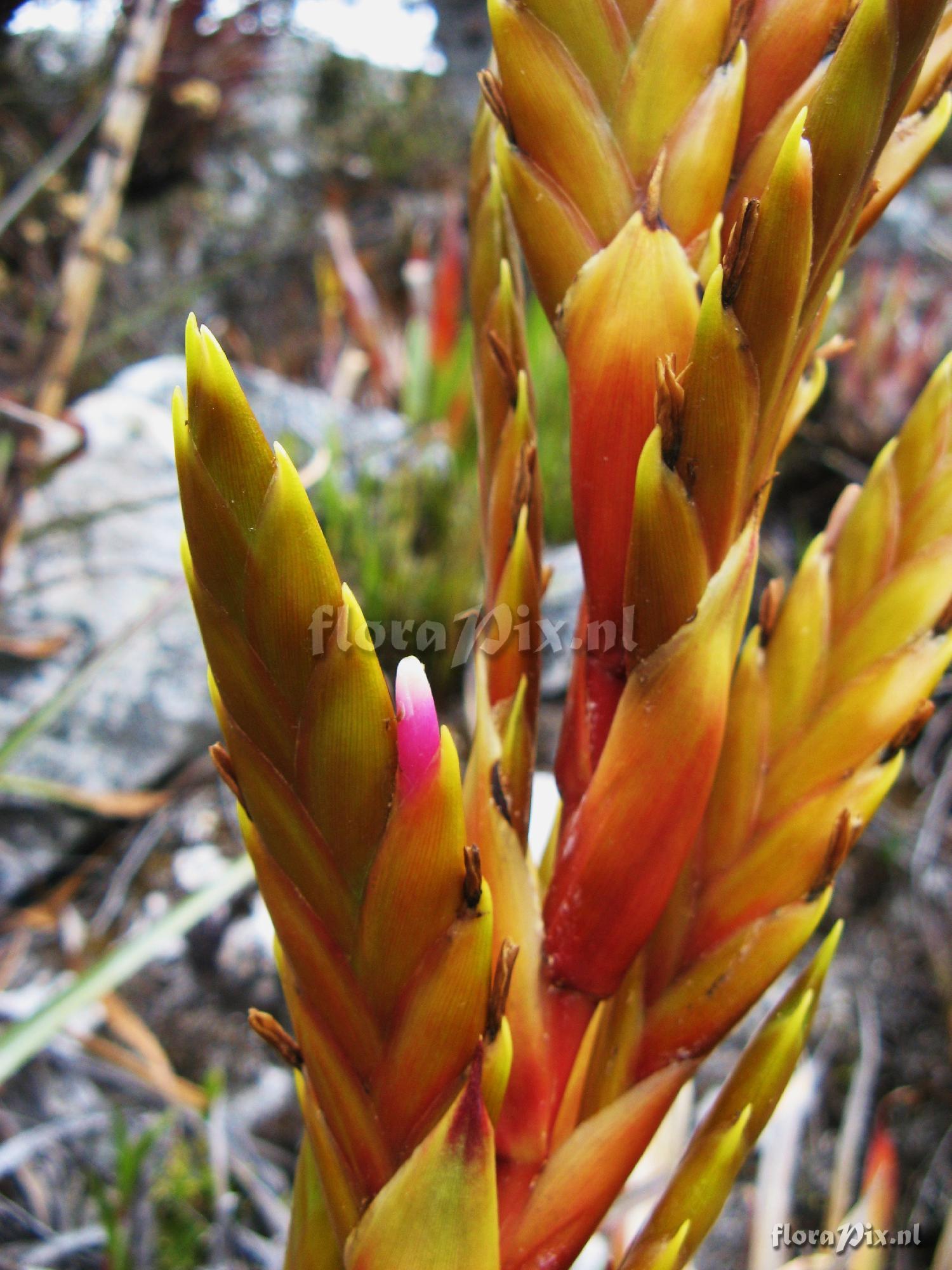 Tillandsia purpurascens 