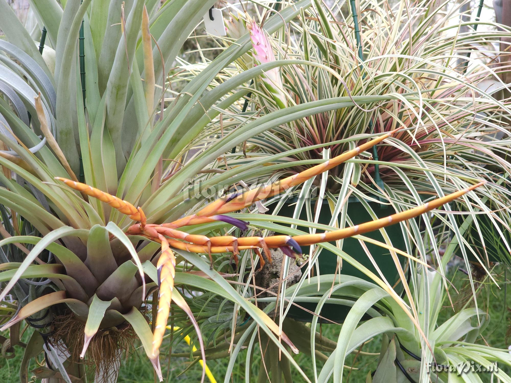 Tillandsia werneriana