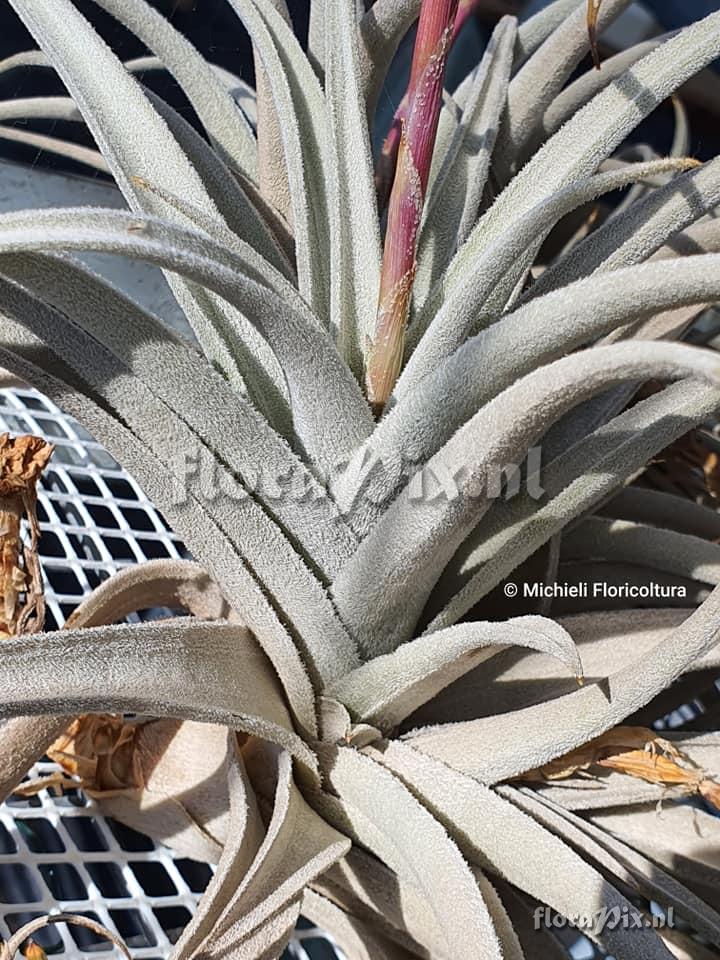 Tillandsia zecheri