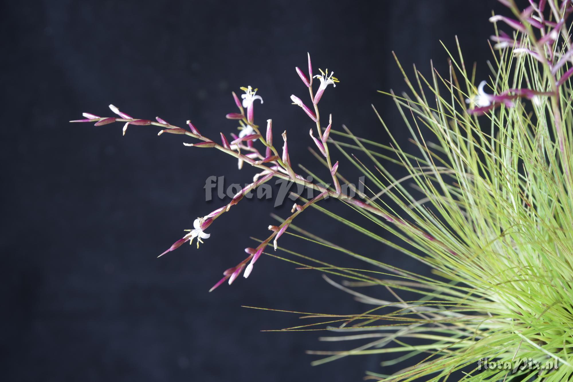 Tillandsia filifolia