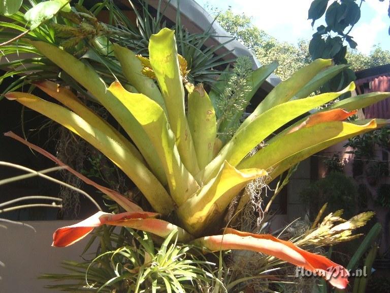 Aechmea mexicana