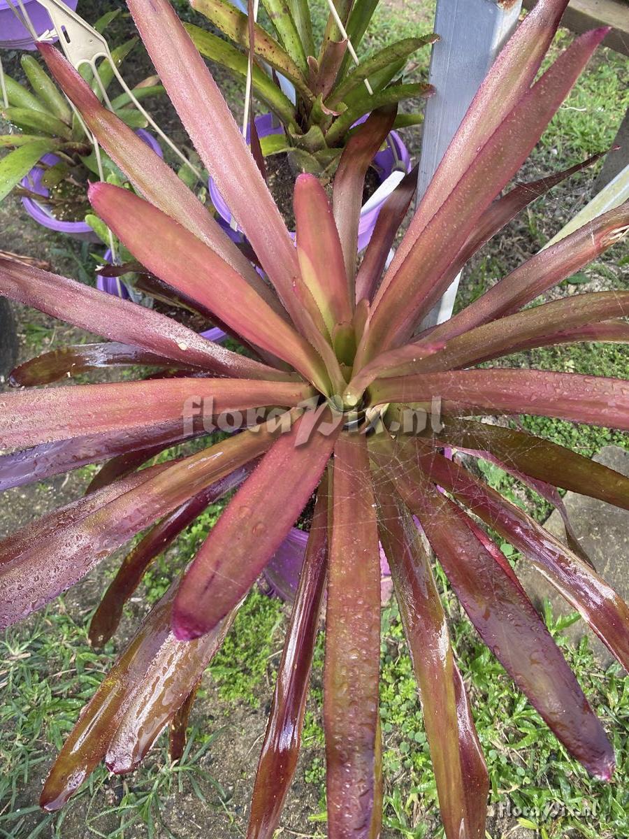 Neoregelia sanguinea