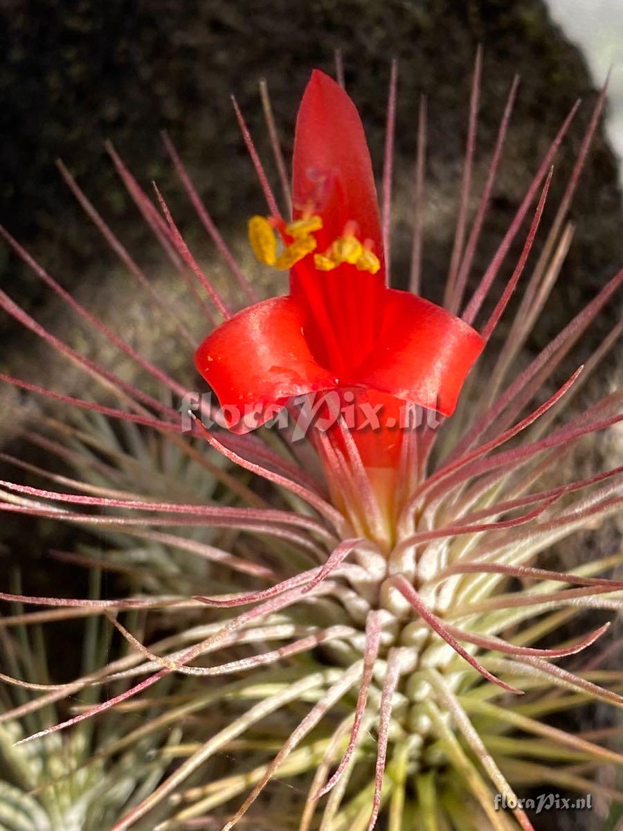 Tillandsia funckiana