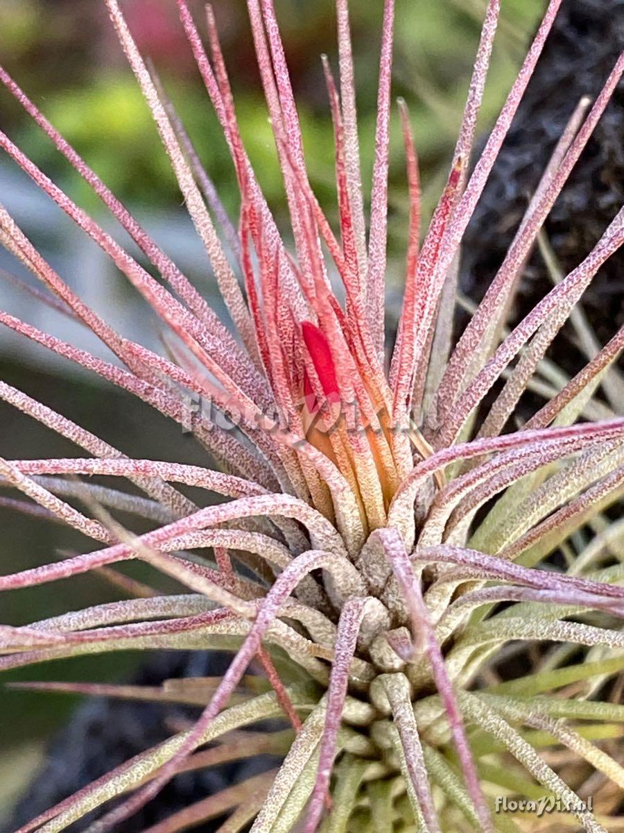 Tillandsia funckiana