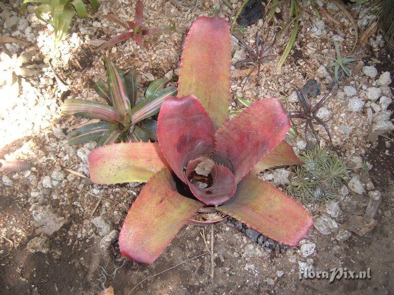 Aechmea sp