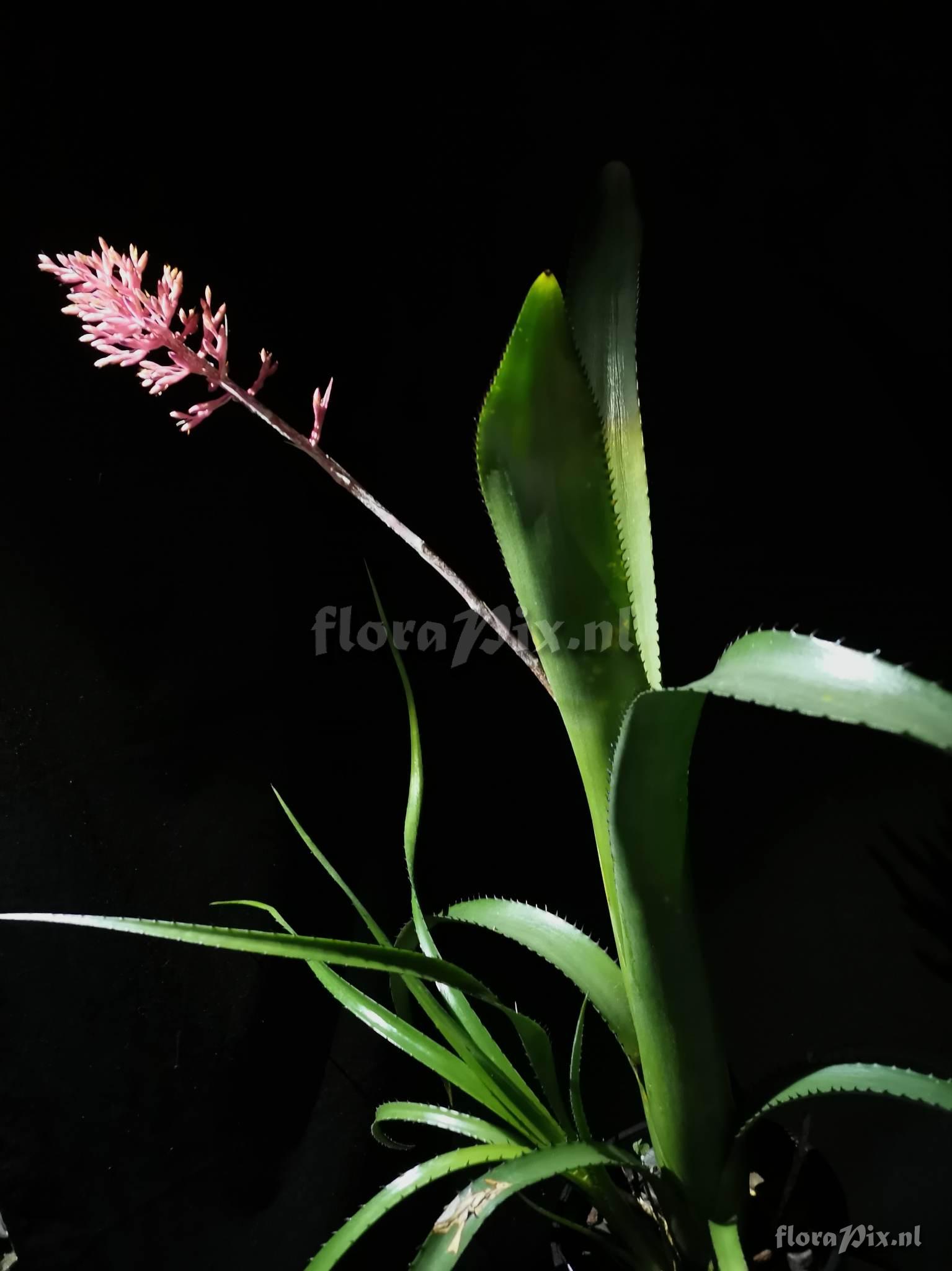 Aechmea purpureorosea