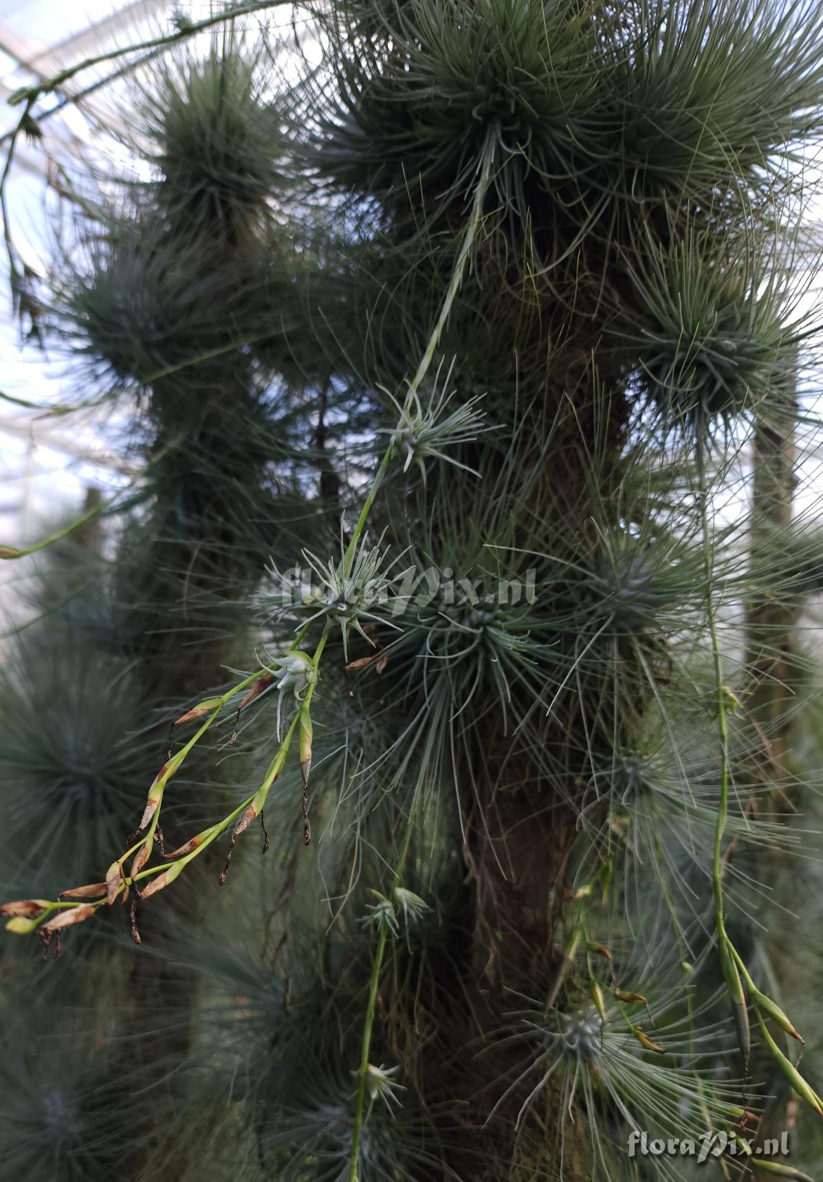 Tillandsia fuchsii forma gracilis