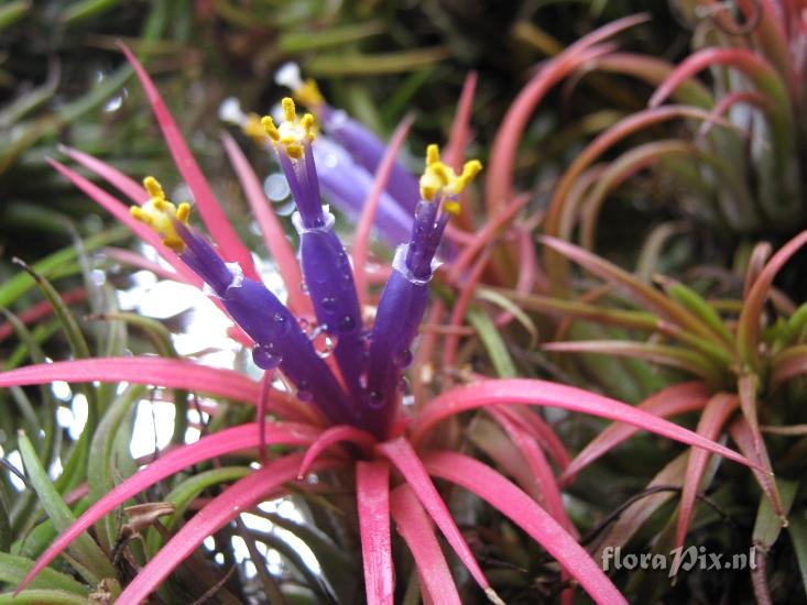 Tillandsia ionantha