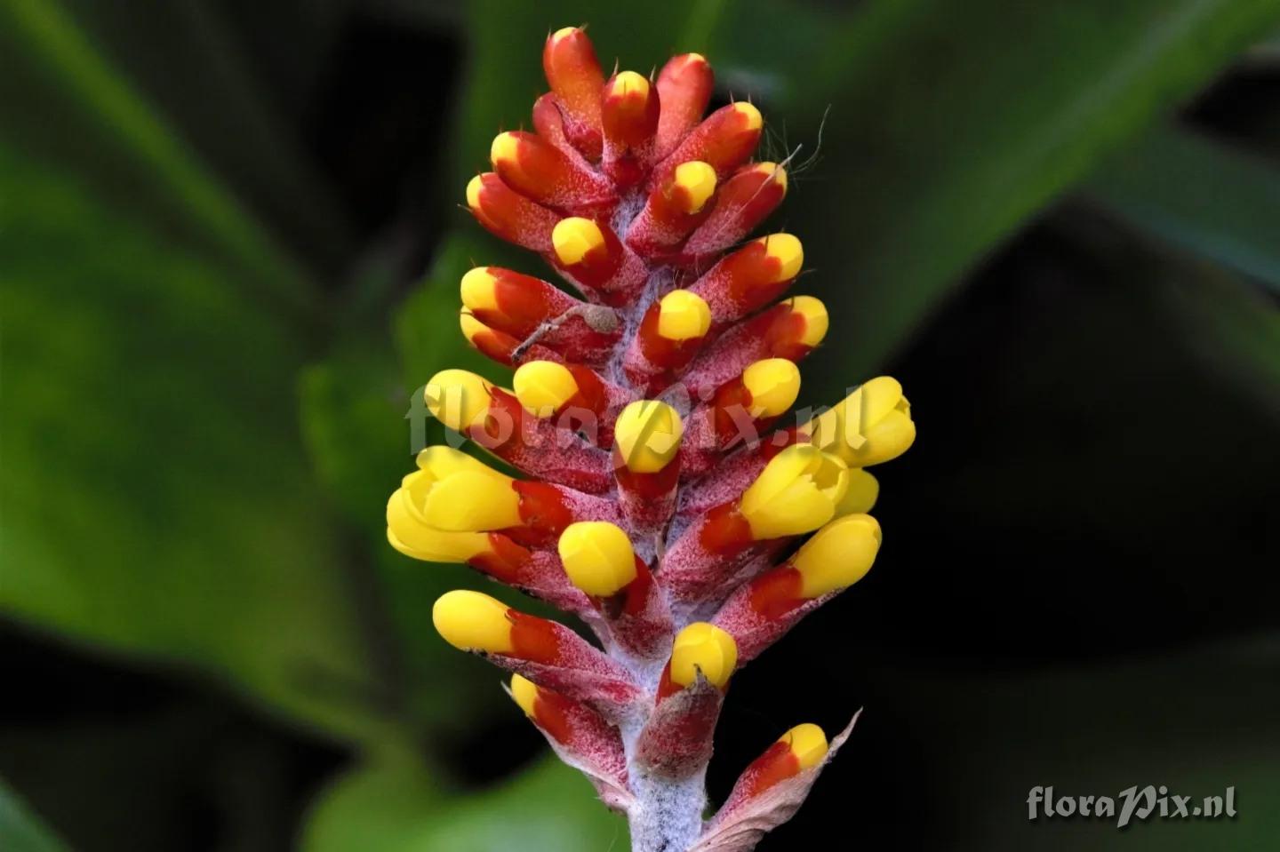 Aechmea comata