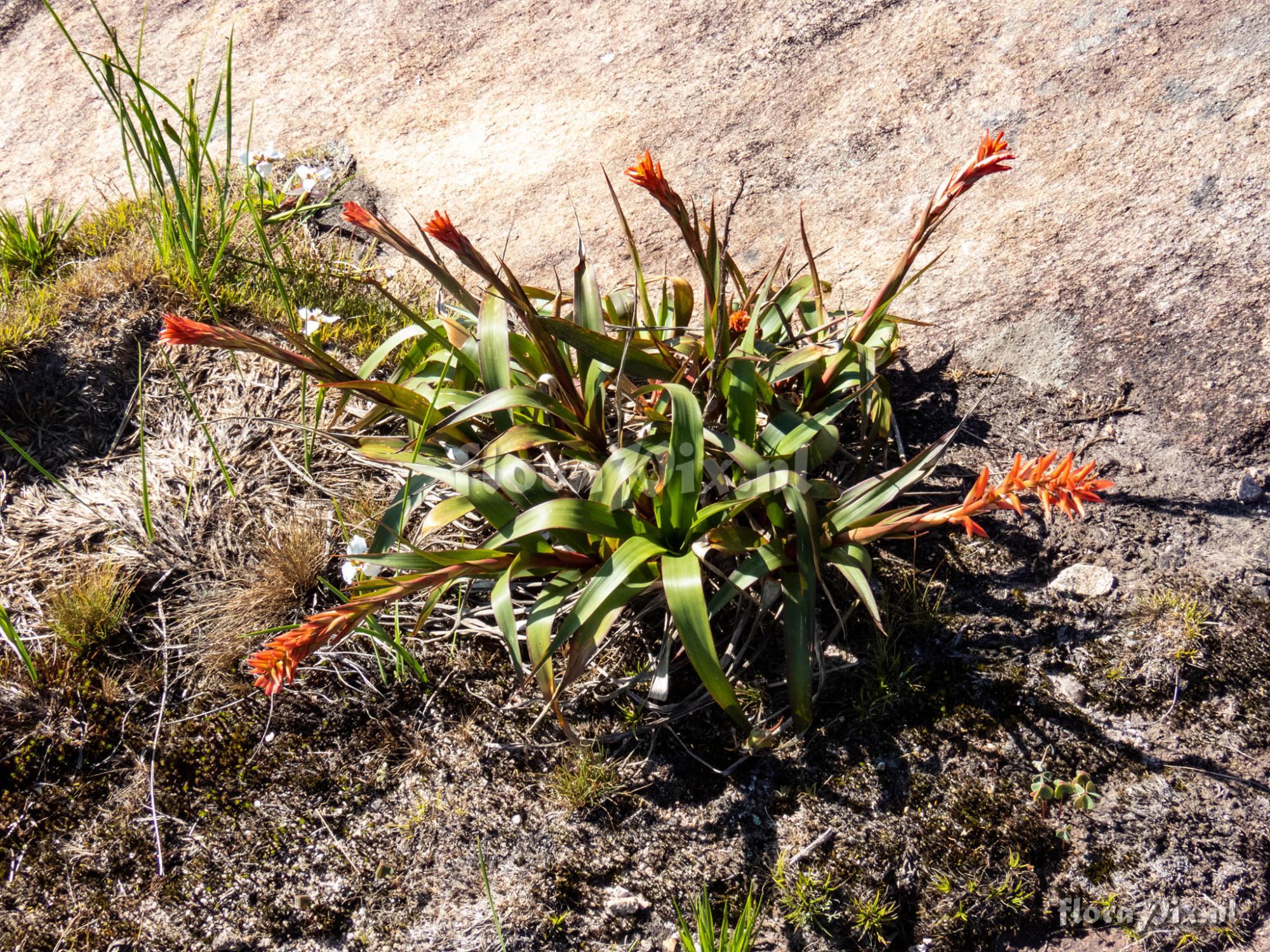 Pitcairnia flammea