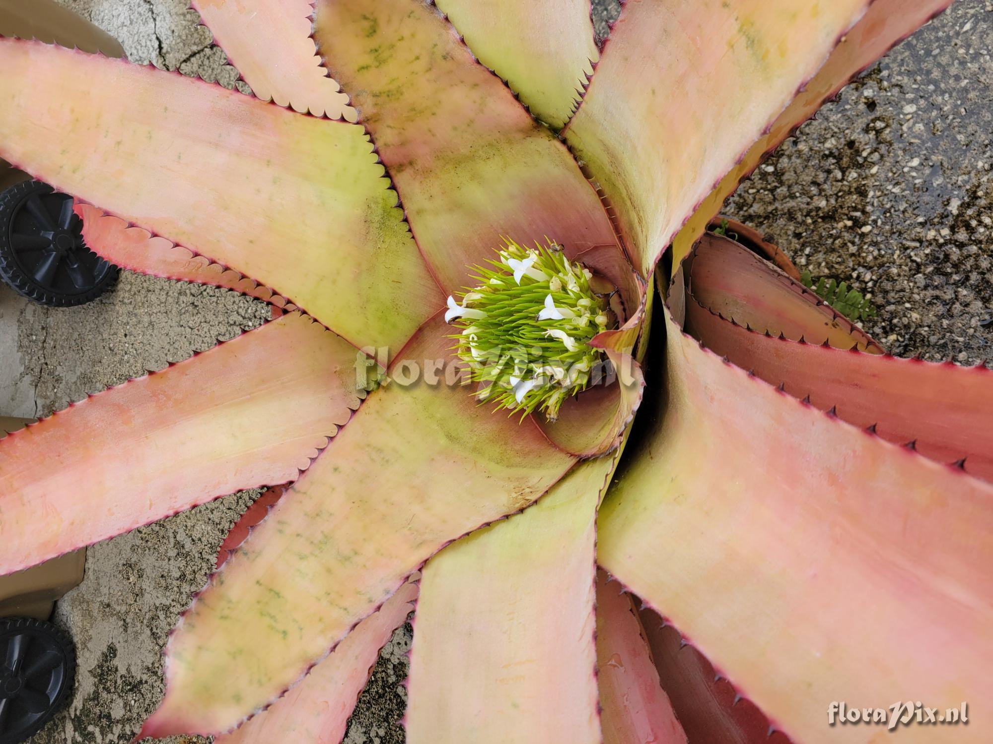 Neoregelia gigas