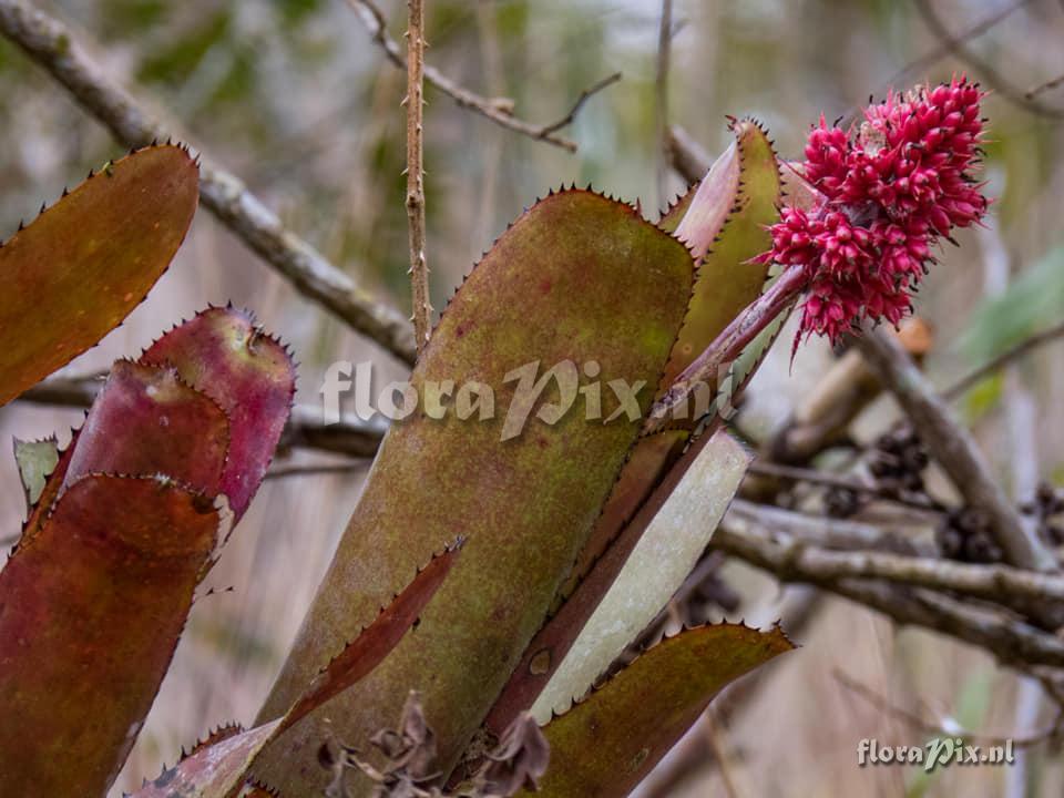 Aechmea caesia