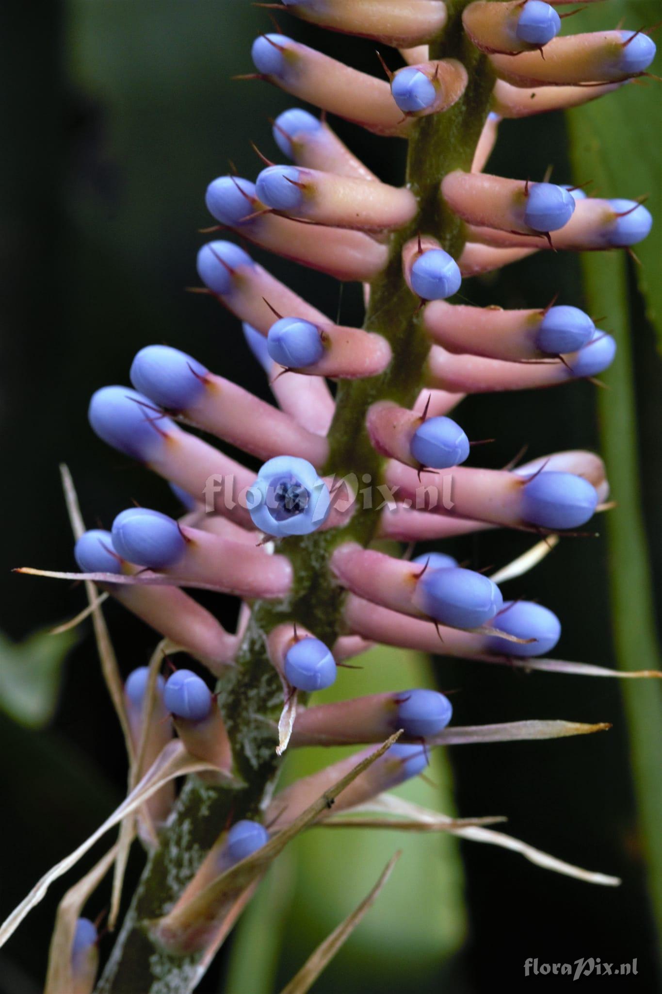 Aechmea gamosepala