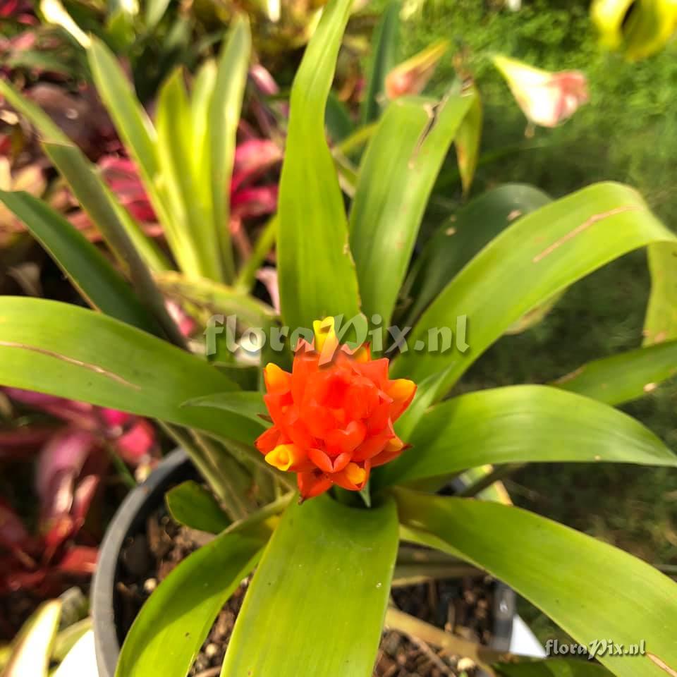 Guzmania jaramilloi