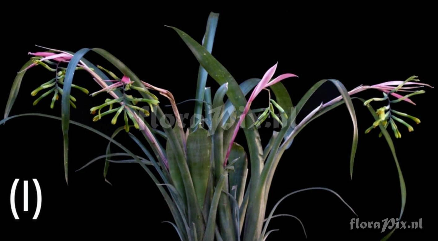 Billbergia distachia