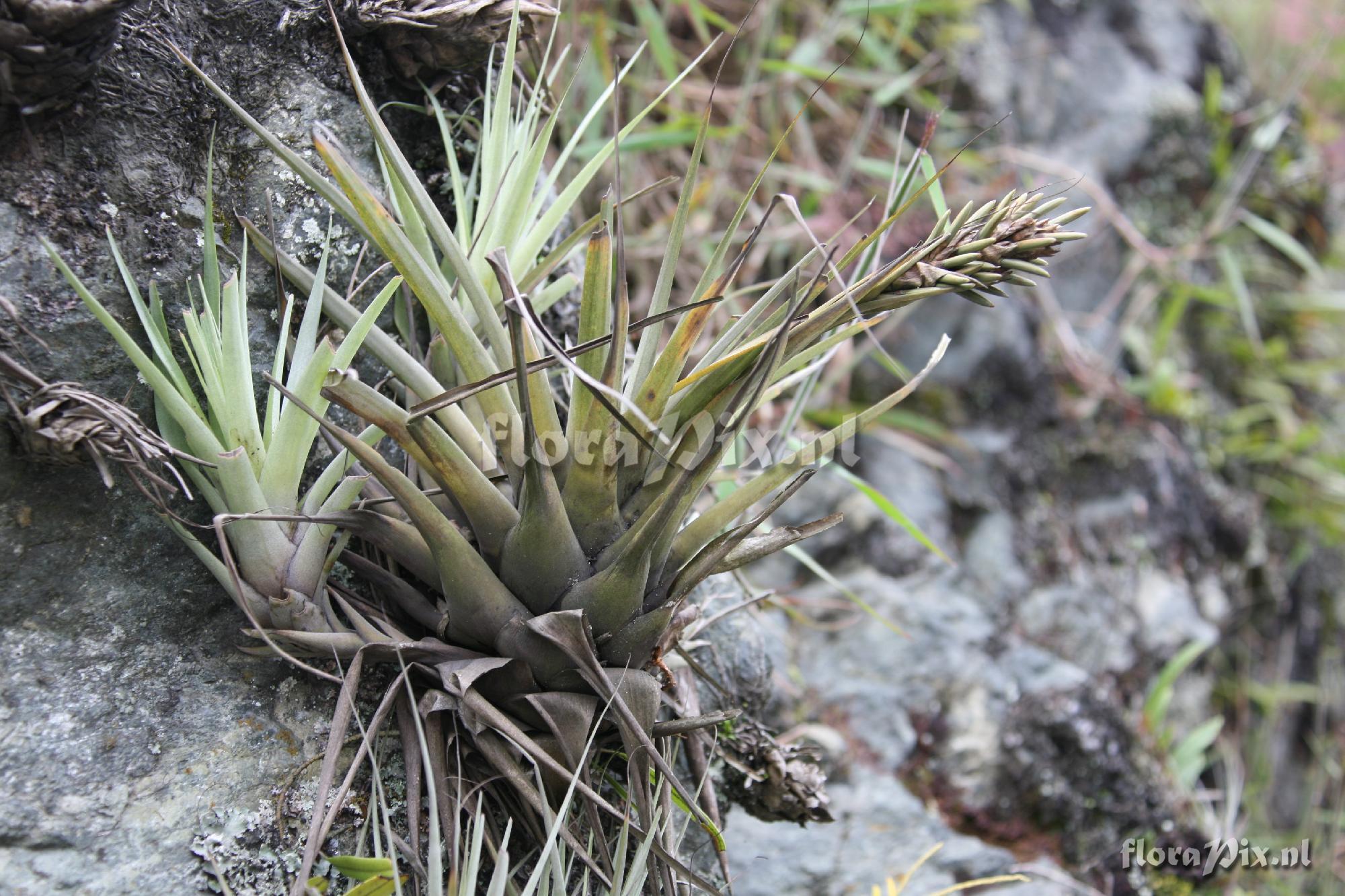 Tillandsia spec