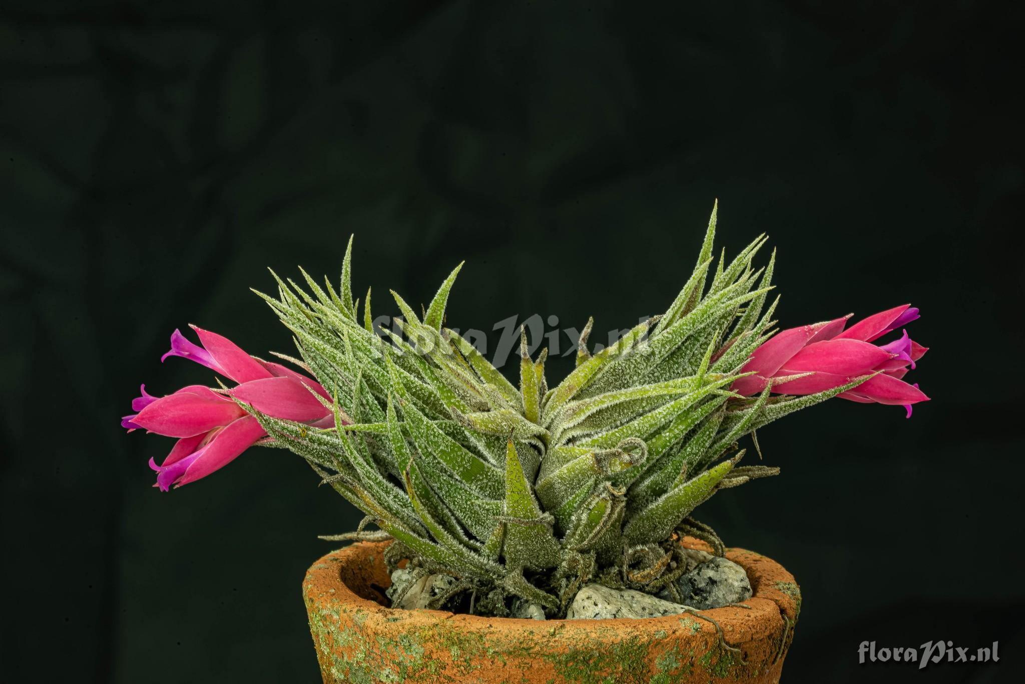 Tillandsia sprengeliana