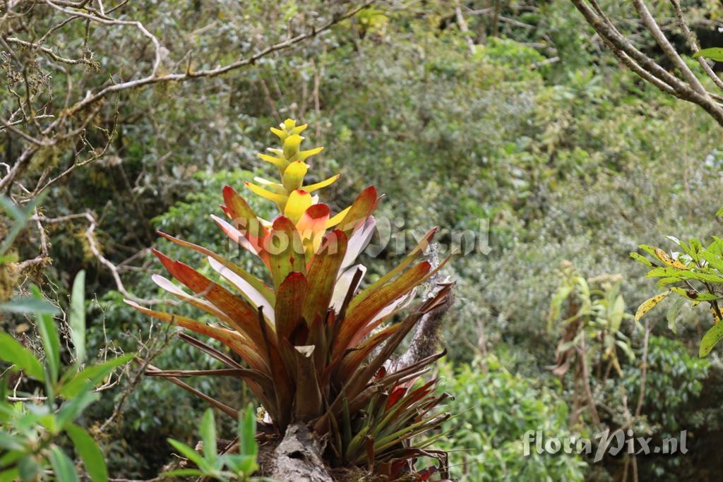 Guzmania gloriosa