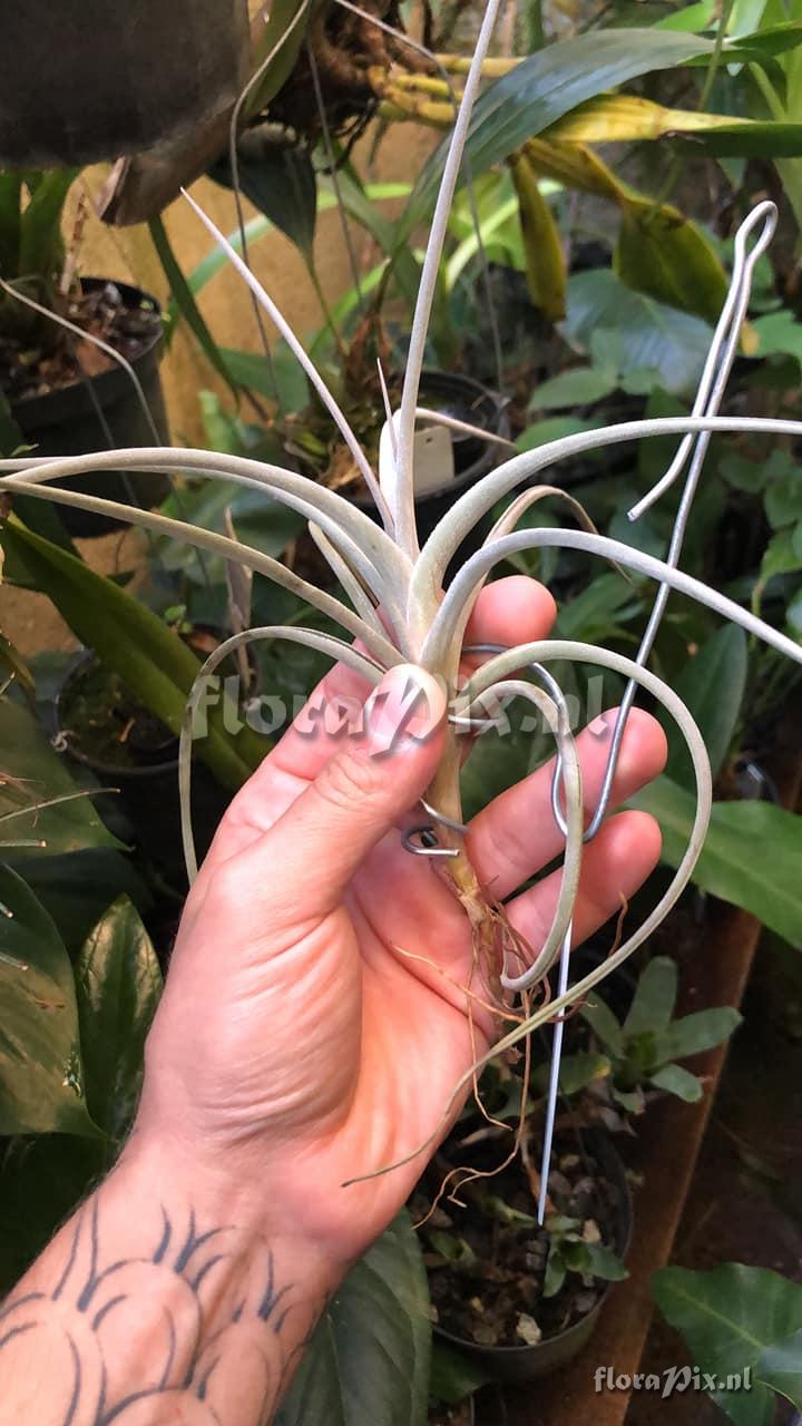 Tillandsia witeckii