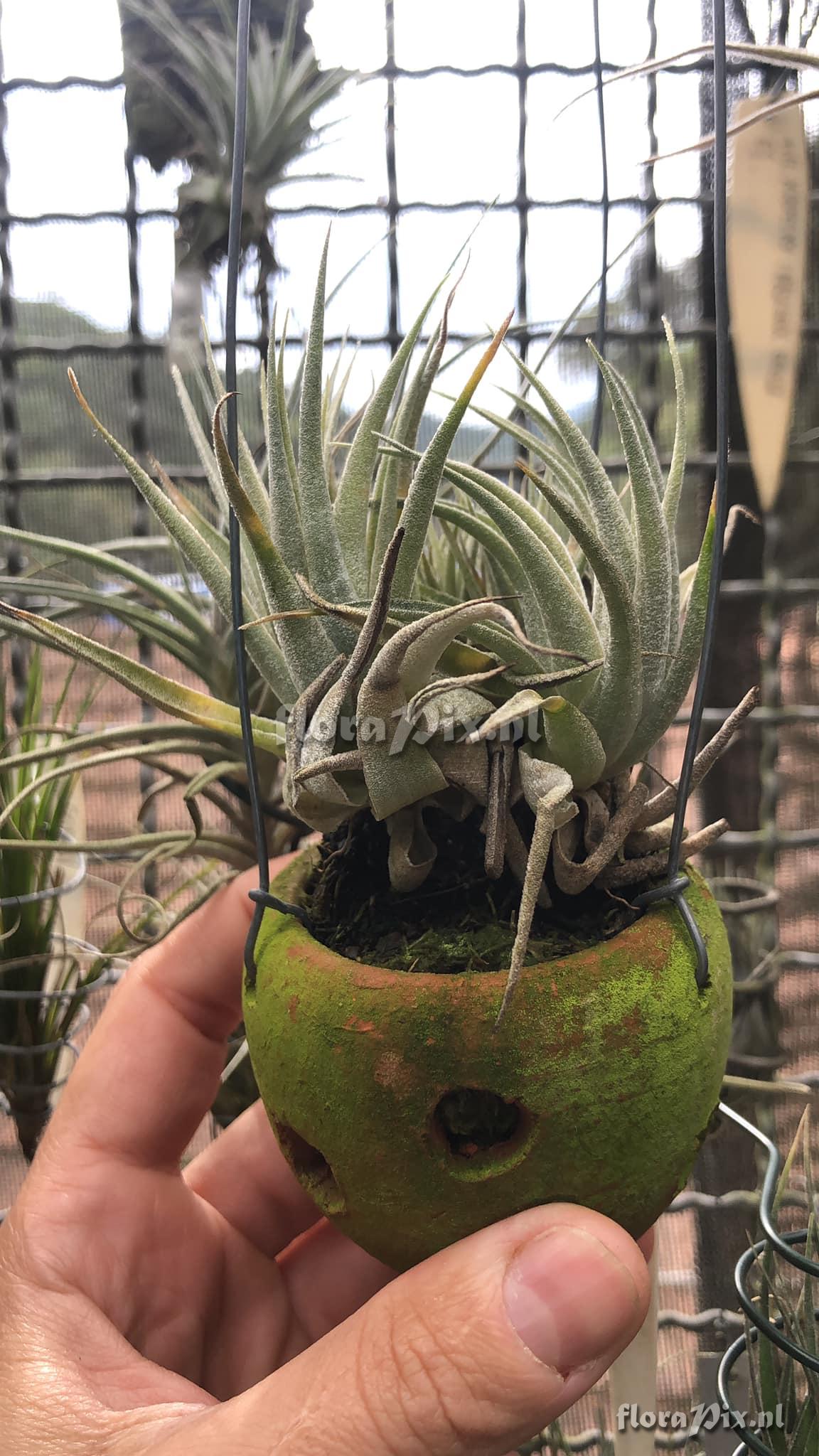 Tillandsia organensis