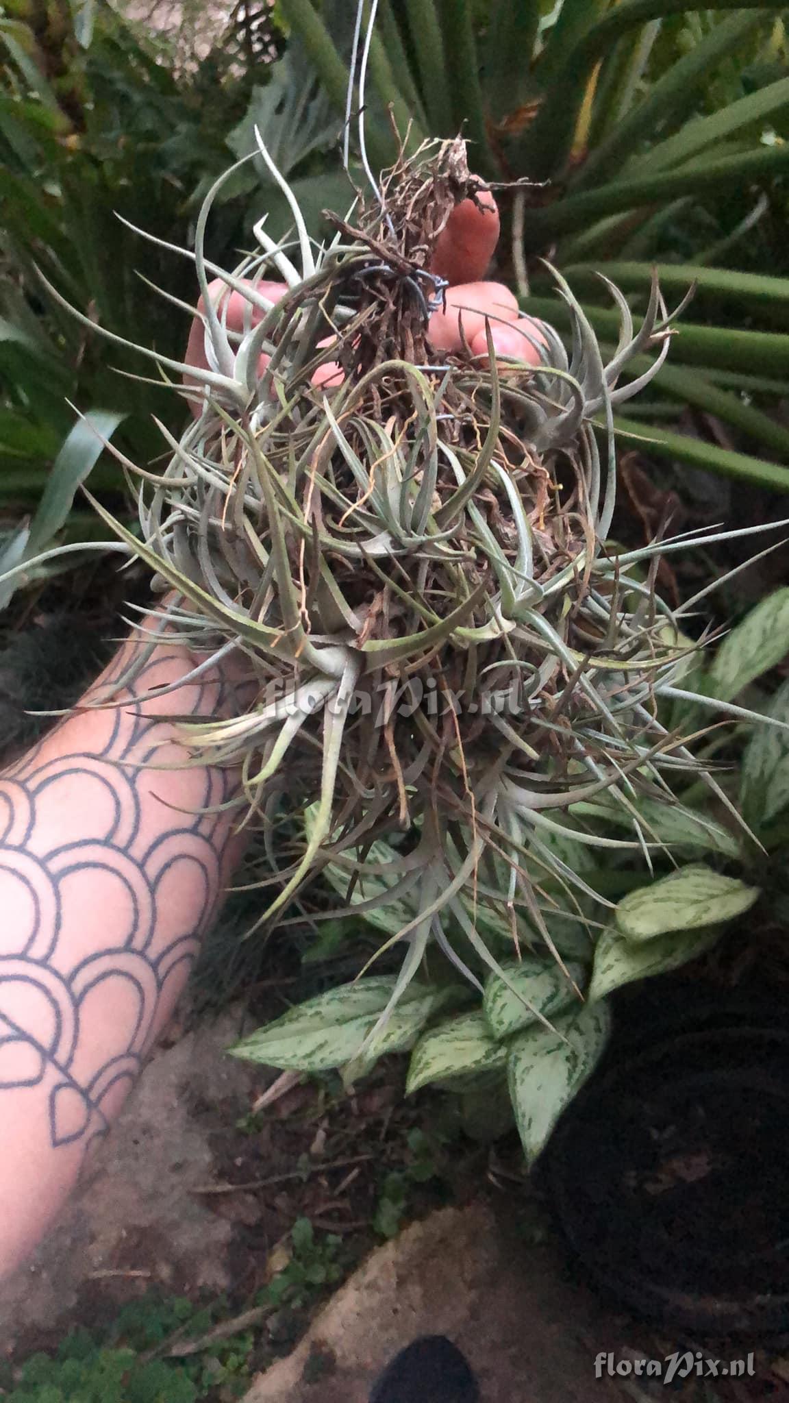 Tillandsia itaubensis