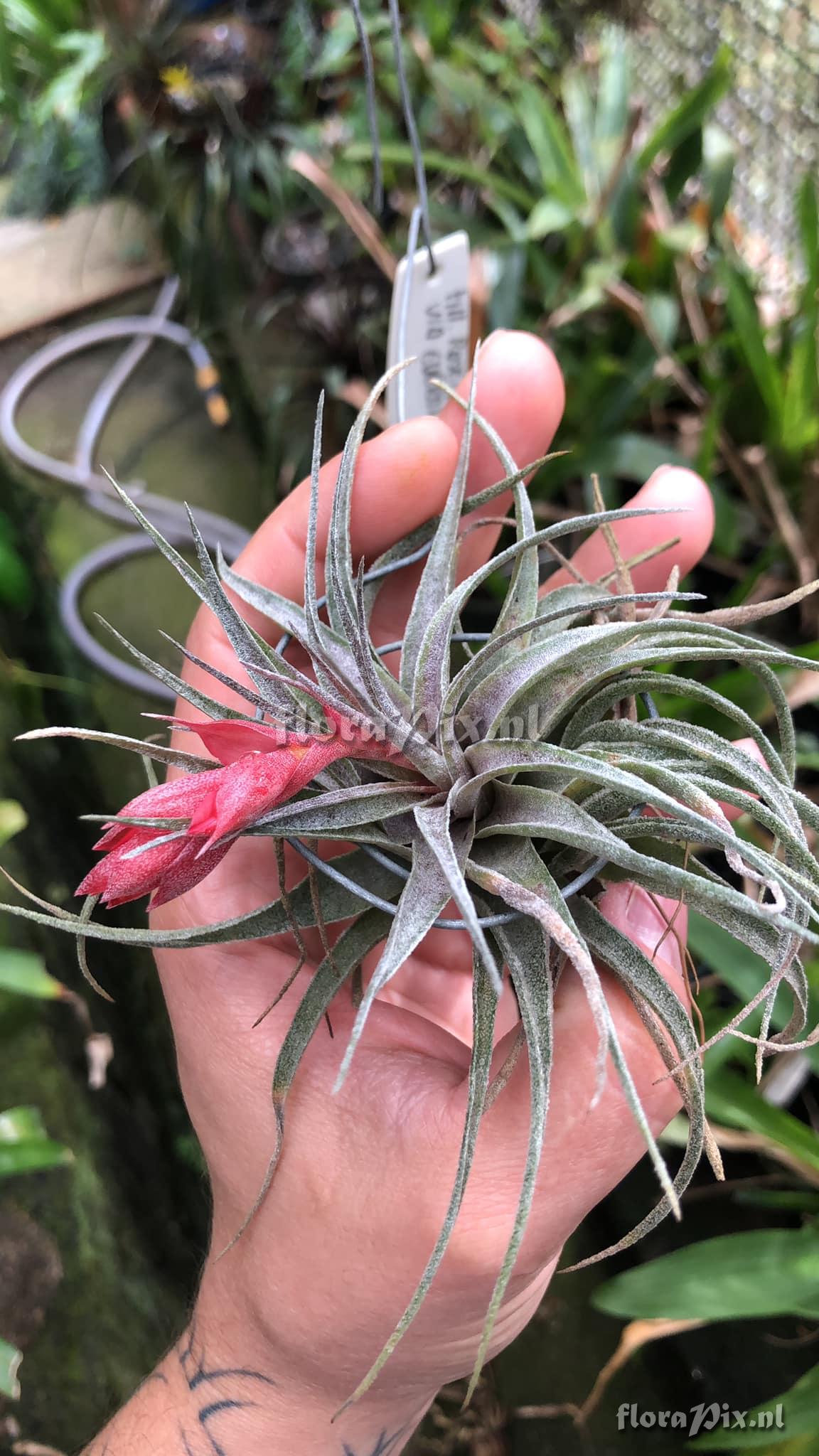 Tillandsia roseiflora