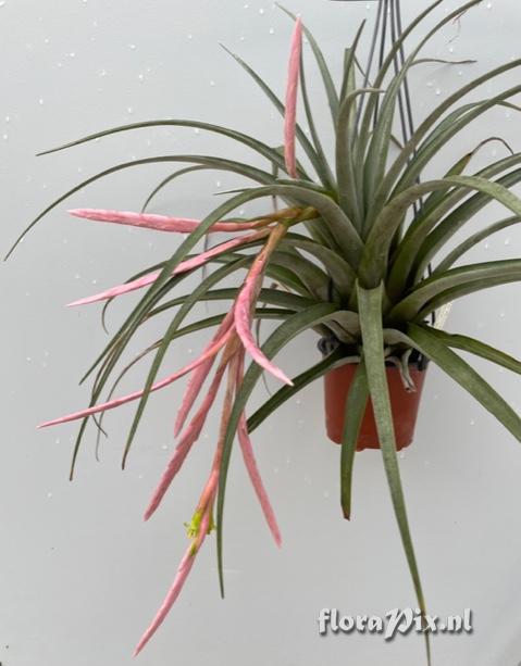 Tillandsia patula