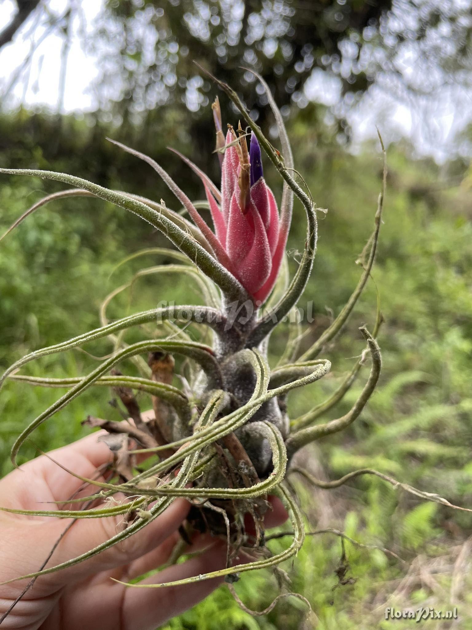 Tillandsia pruinosa