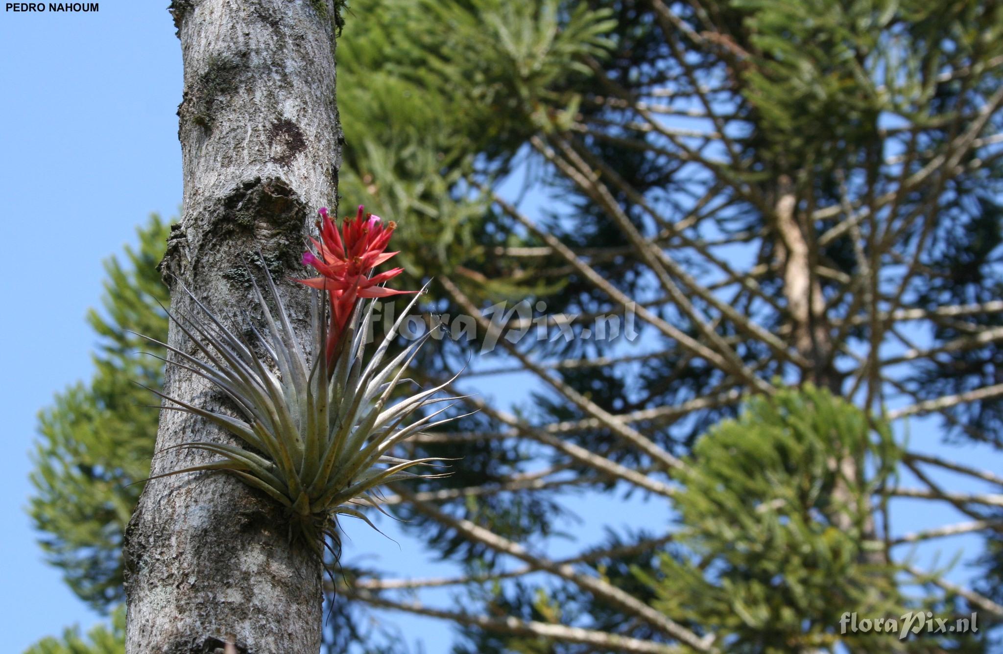 Tillandsia geminiflora